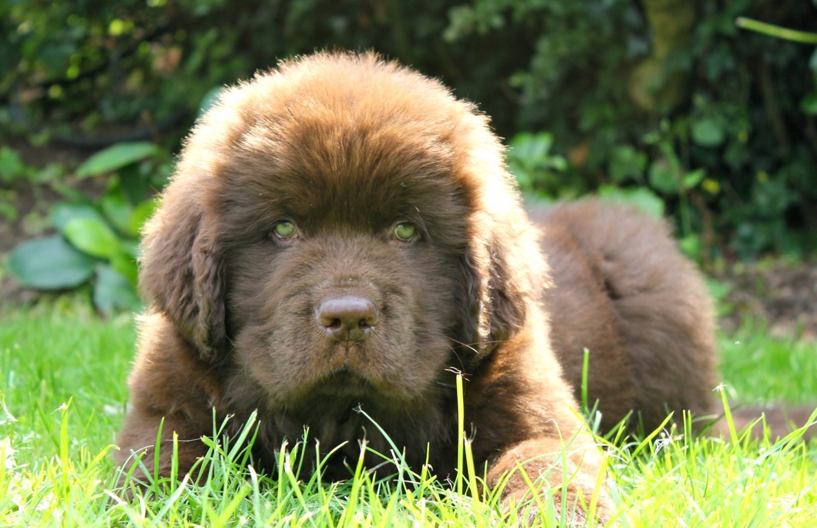 🐶 Form a Team of Dogs to Find Out If You’re an Introvert or an Extrovert Newfoundland Puppy