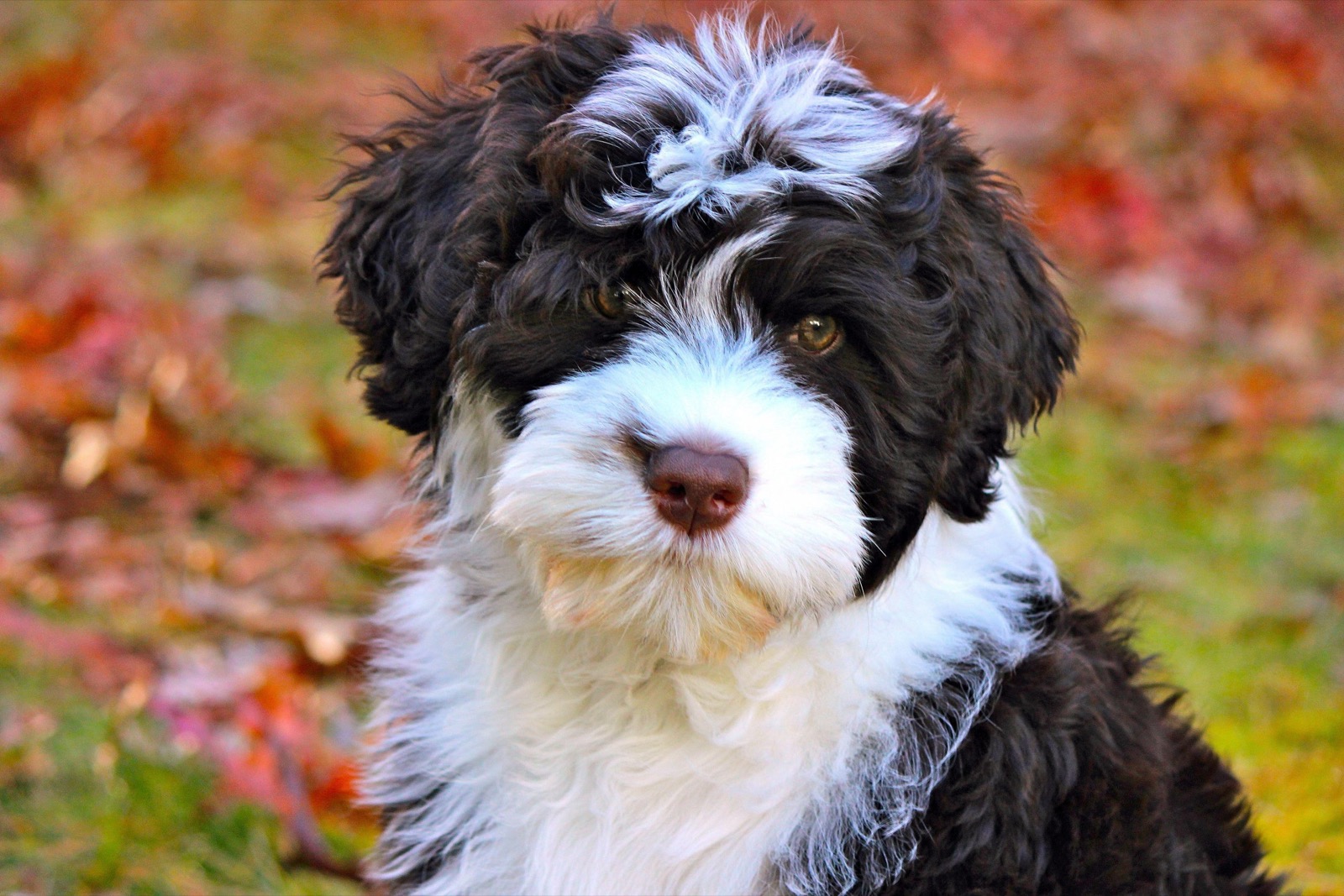 Portuguese Water Dog Puppy