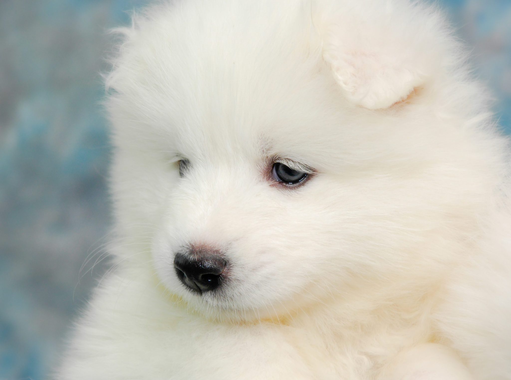 If You Want to Know the Number of 👶🏻 Kids You’ll Have, Choose Some 🐶 Dogs to Find Out Samoyed