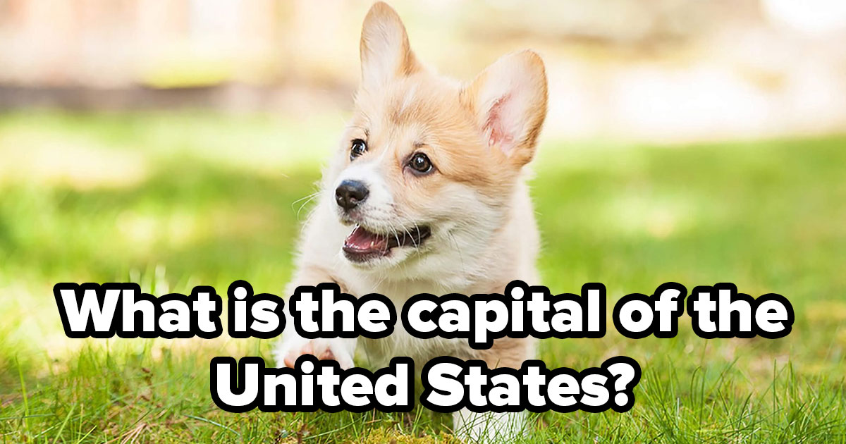 Can You Pass This General Knowledge Quiz While Being Distracted by Cute Puppies?