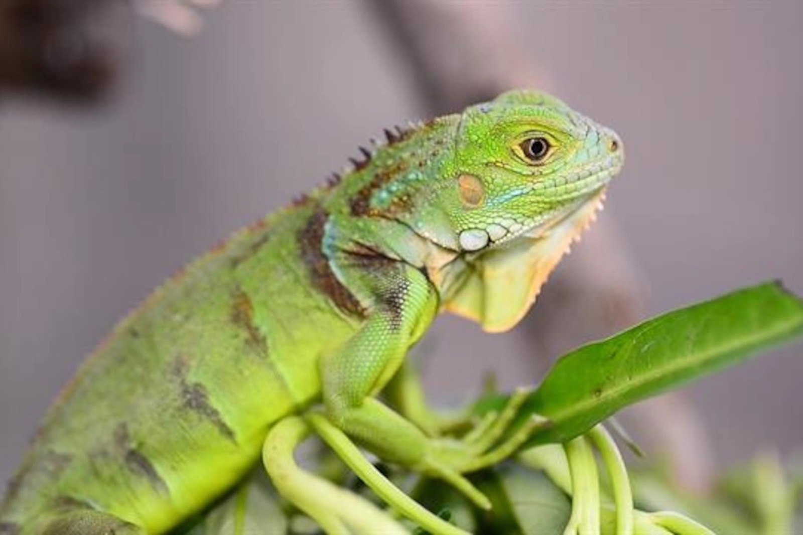 Can You Pass This General Knowledge Quiz While Being Distracted by 🐶 Cute Puppies? Green iguana