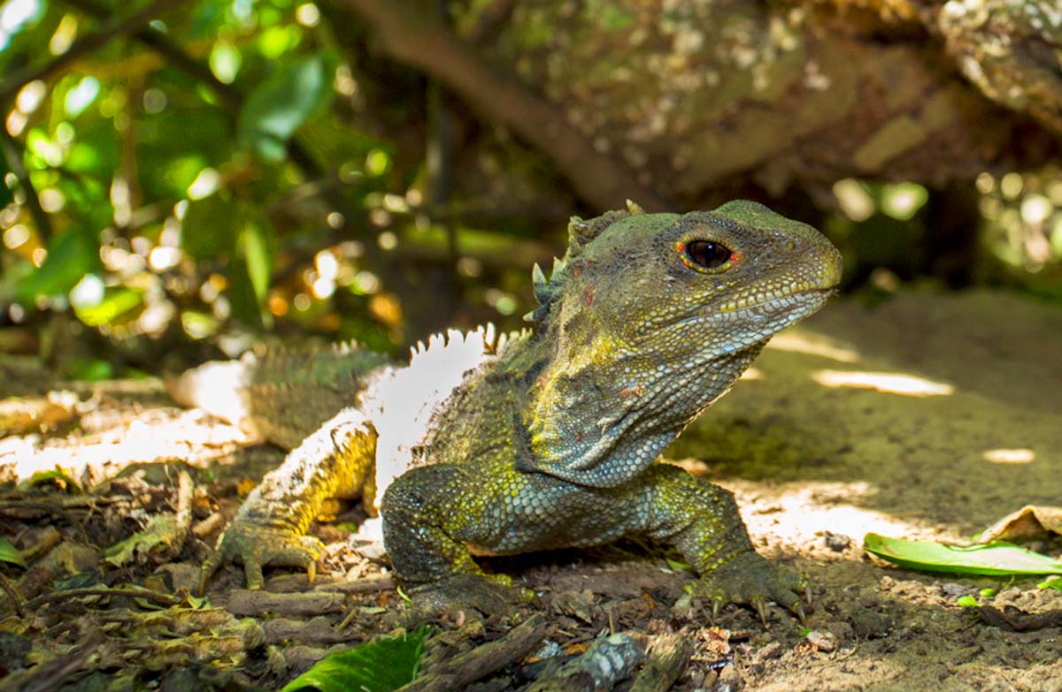 Can You Pass This General Knowledge Quiz While Being Distracted by 🐶 Cute Puppies? Tuatara