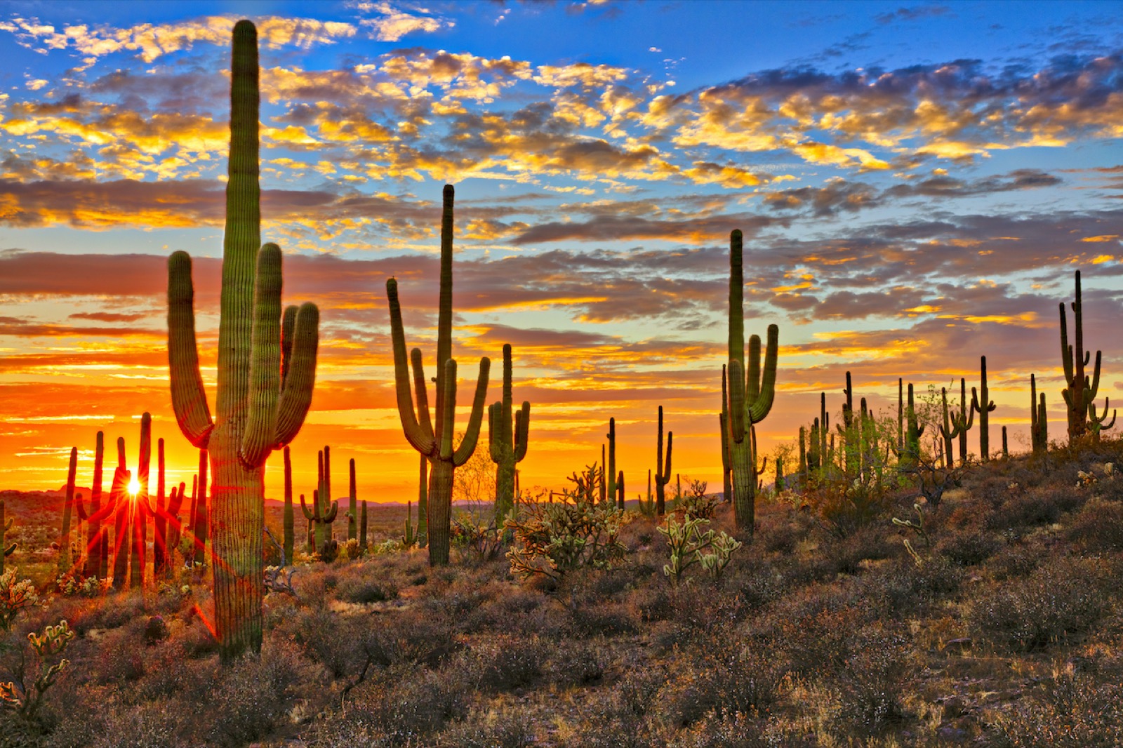 The Average Person Can Score 15/26 on This Trivia Quiz, So to Impress Me, You’ll Have to Score Least 20 Sonoran