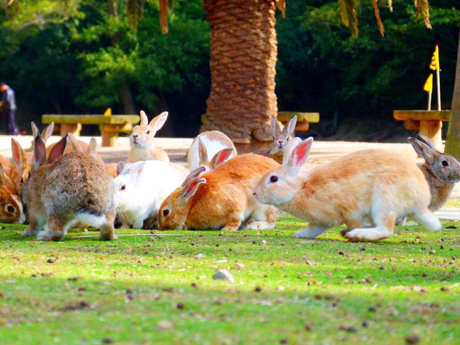 Rabbit Island rabbits