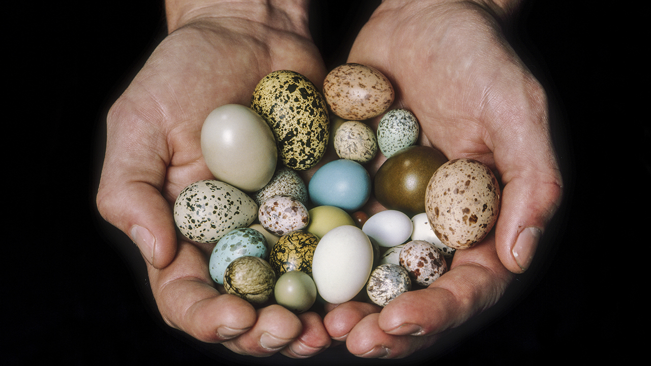 Only Someone Who Paid Really Close Attention in School Can Get 16/22 on This Science Quiz Bird eggs in hands of curator