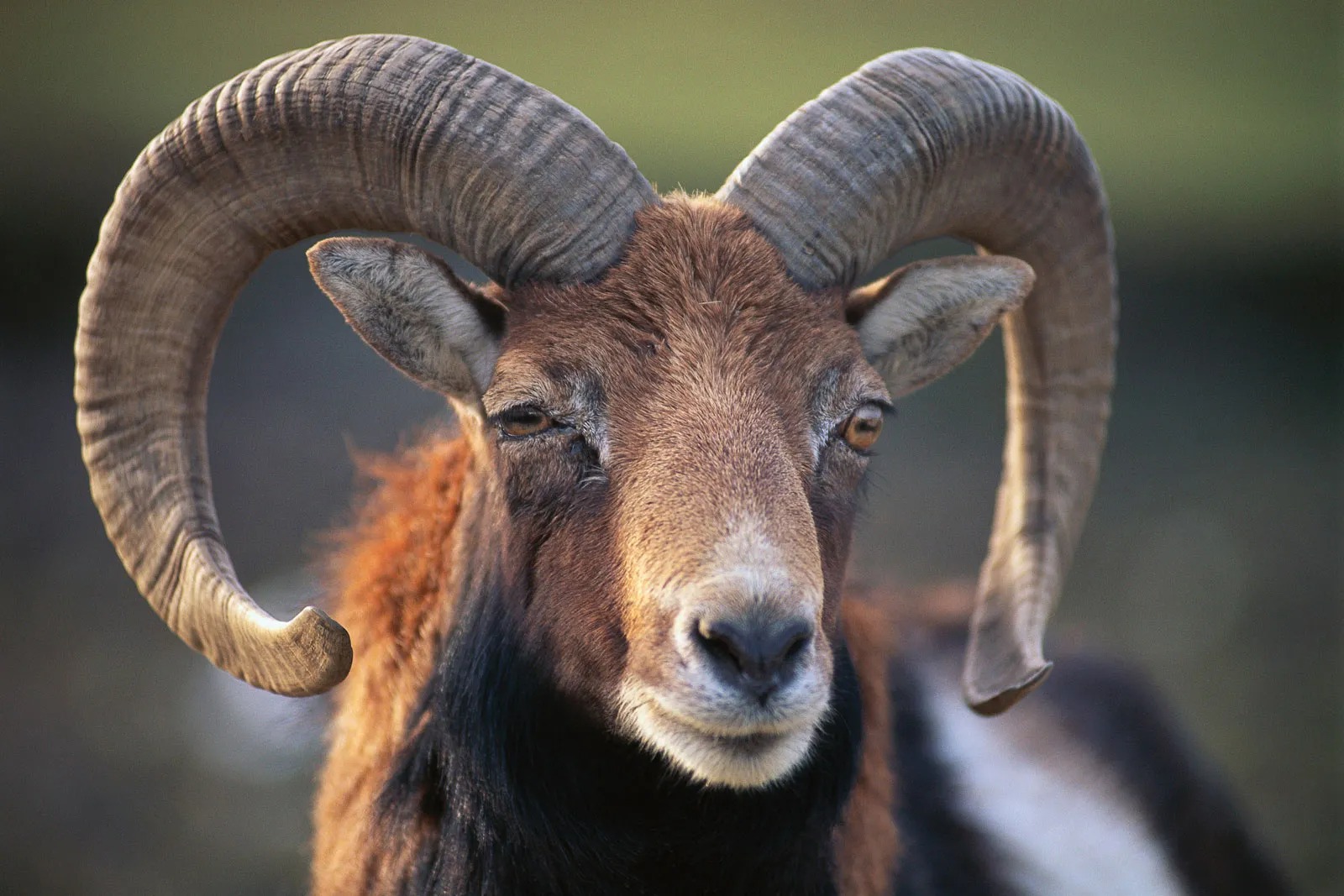 Hey, We Bet You Can’t Get 14/20 on This Positive or Negative Word Quiz Mouflon ram male sheep