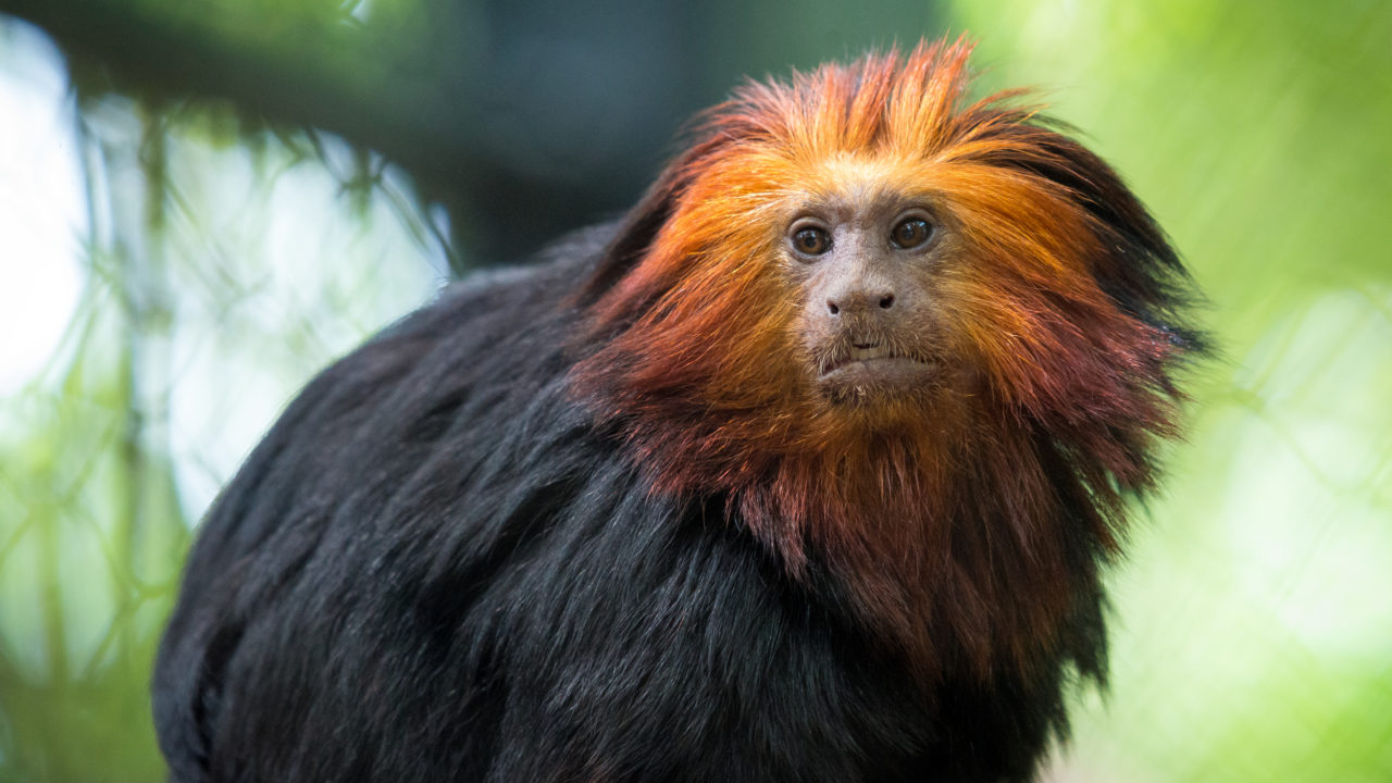 Whenever Someone Tells Me They Know a Lot About Everything, I Ask Them to Take This Quiz Tamarin