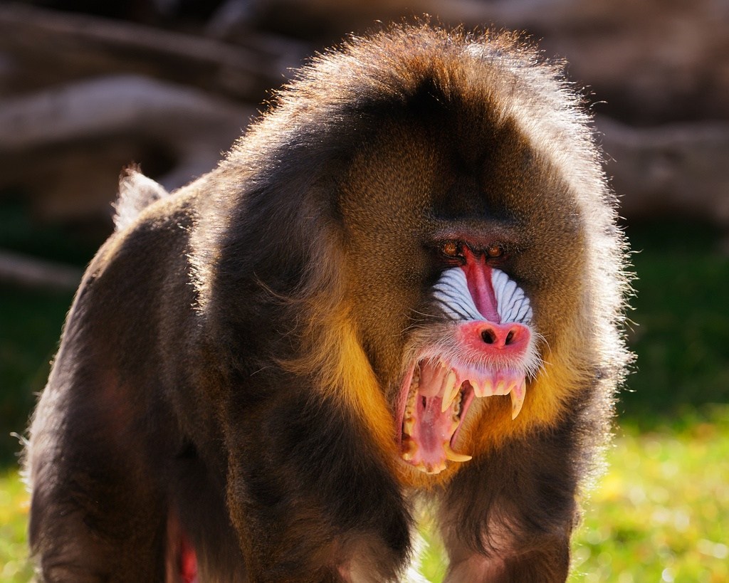 World Animal Day Quiz Mandrill