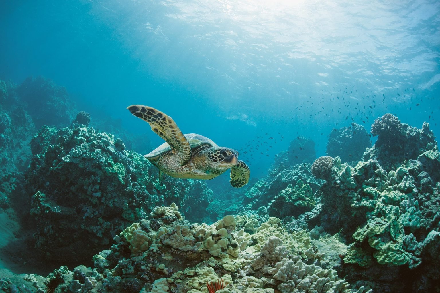 Only People Who Are Obsessed With Trivia Will Be Able to Pass This Quiz Ocean sea turtle