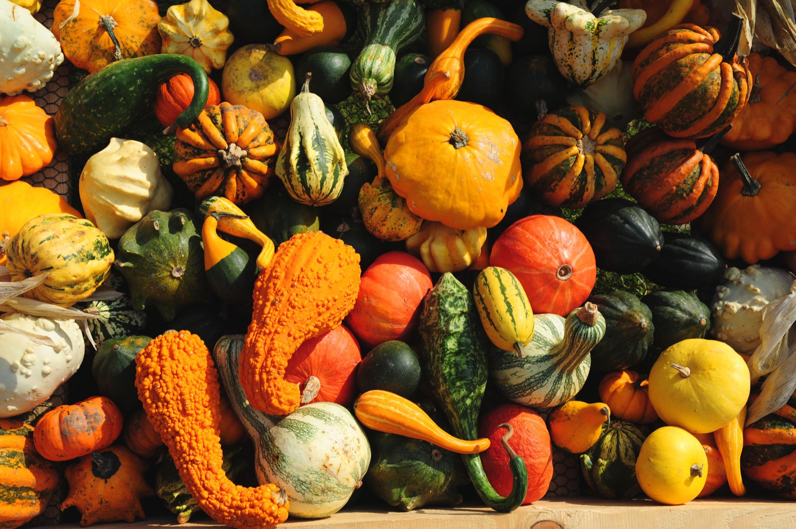 If You Can’t Pass This Easy 24-Question Quiz, Your Brain Is Totally Empty Gourds