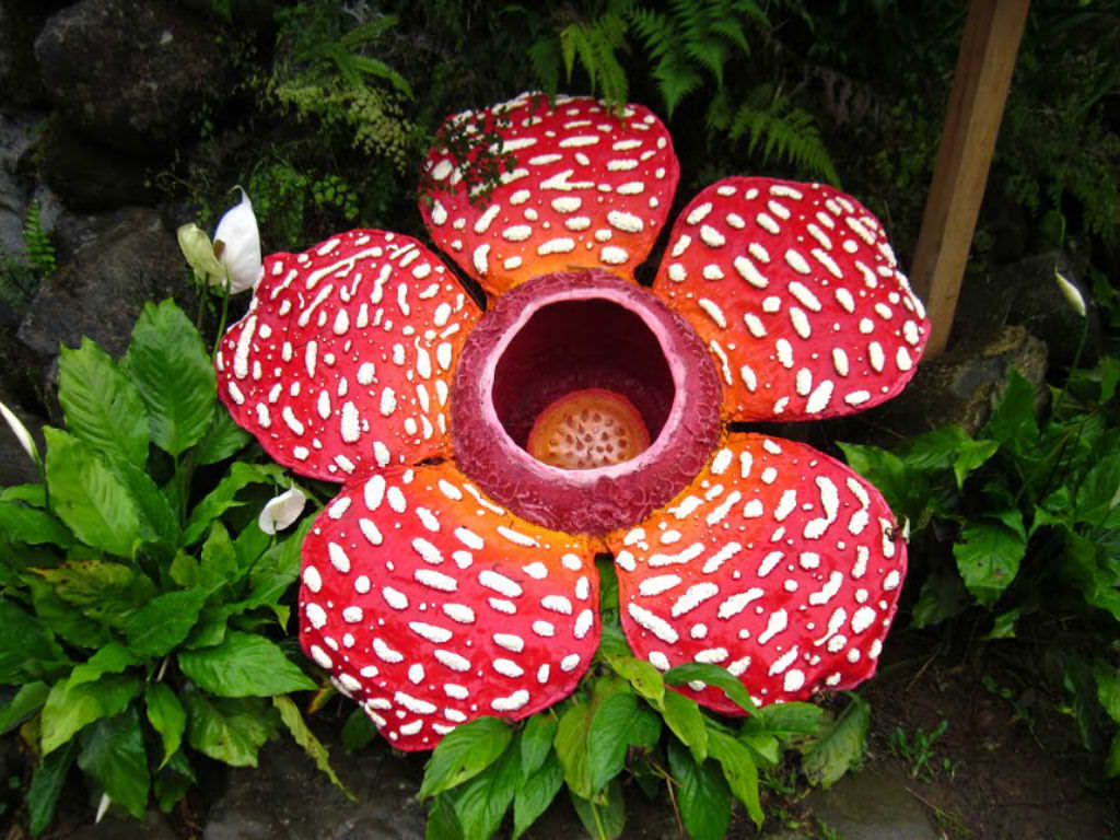Half of the Population Can’t Pass This 🌍 Science Quiz With Flying Colors — Can You Do It? Rafflesia corpse flower