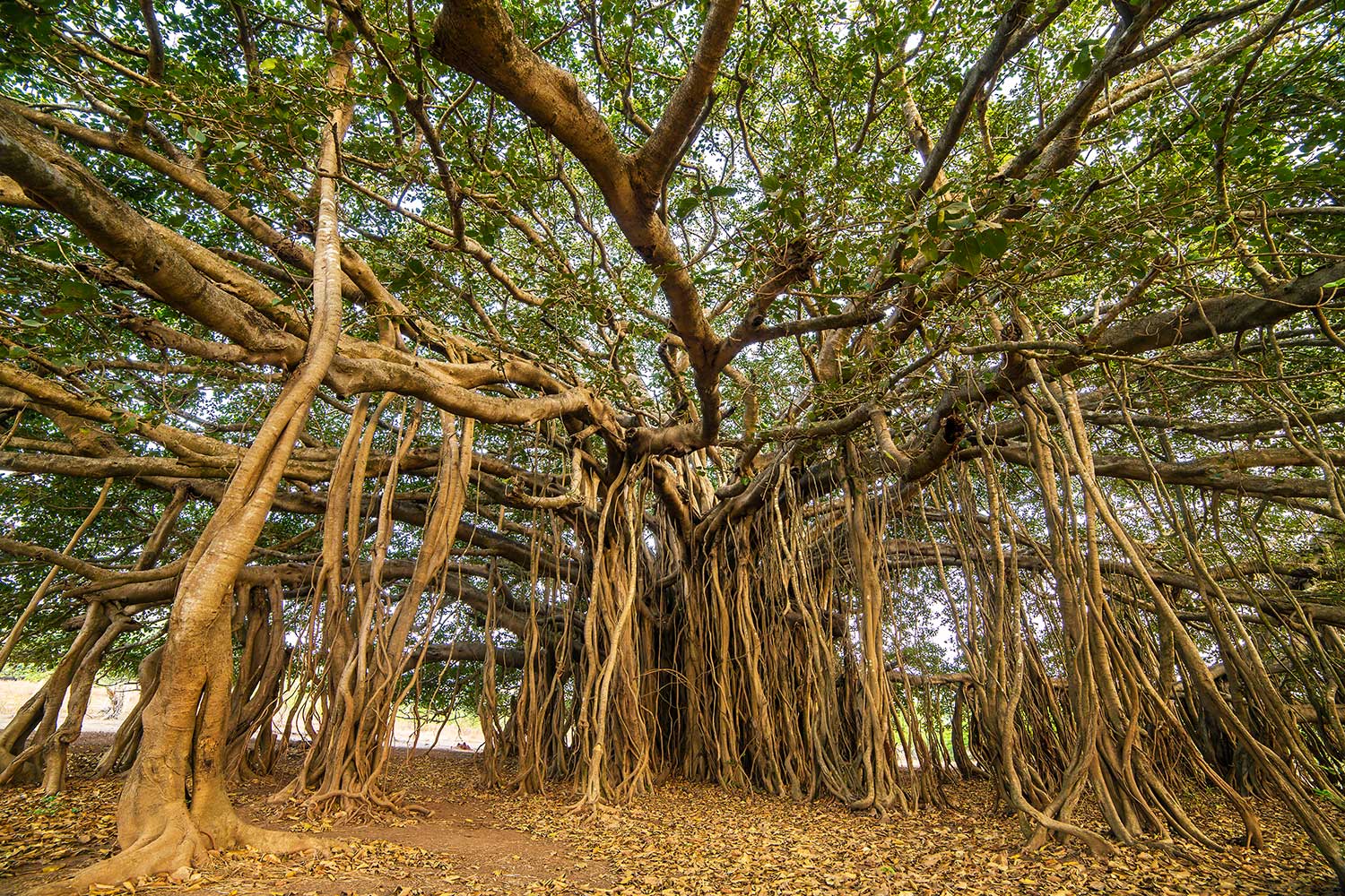 Honestly, It Would Surprise Me If Anyone Can Score 18 On This Random Knowledge Quiz A type of tree