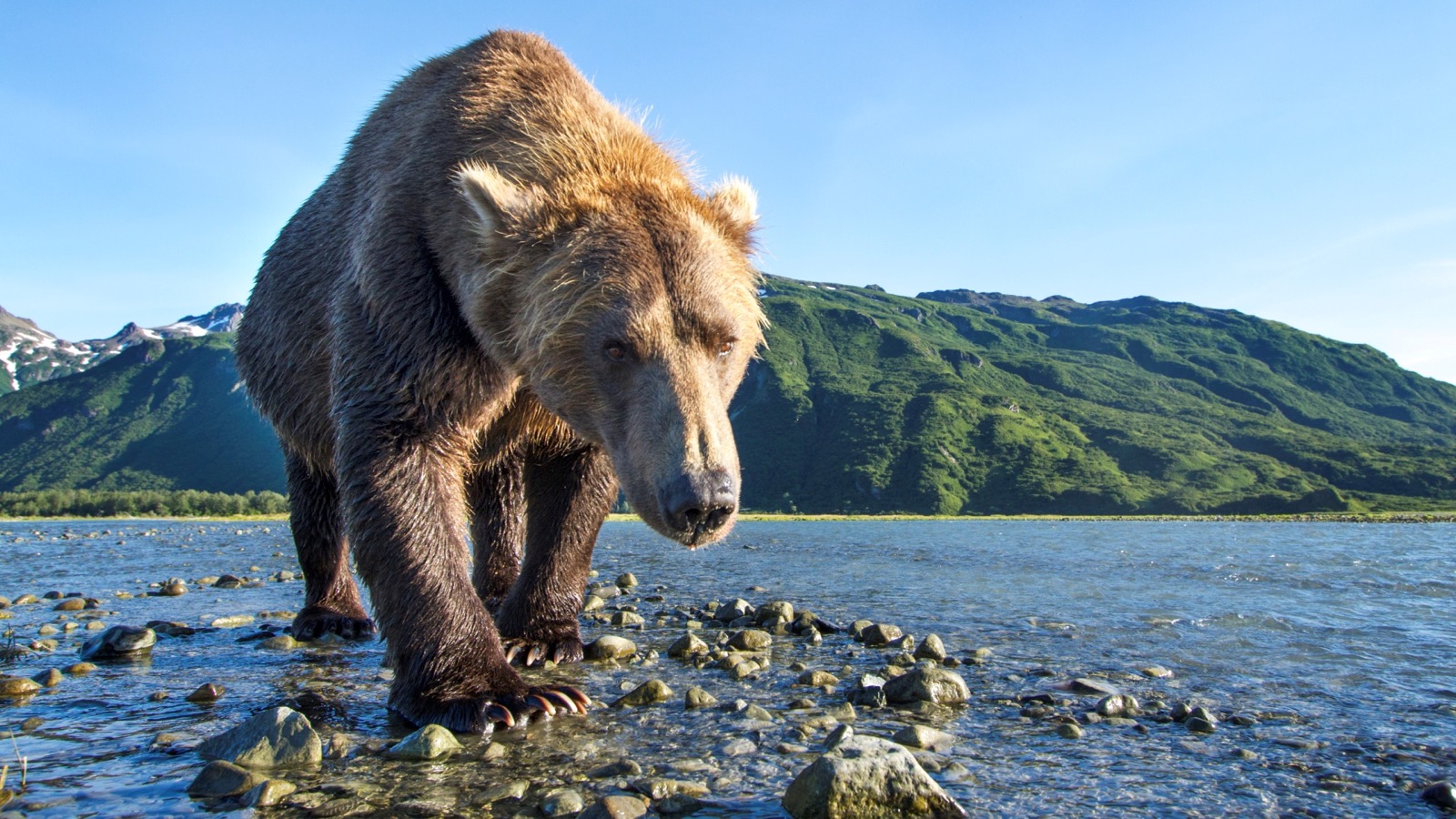 This Science Quiz Is Not That Difficult, But It Would Separate Good Students From Not-So-Good Grizzly bear