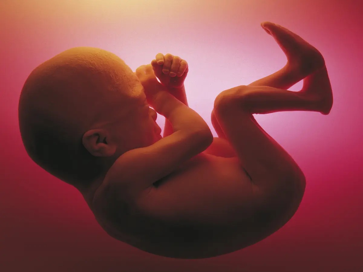 It’s Time to Chill and Try Your Hands at This Easy Mixed Knowledge Quiz Foetus womb uterus