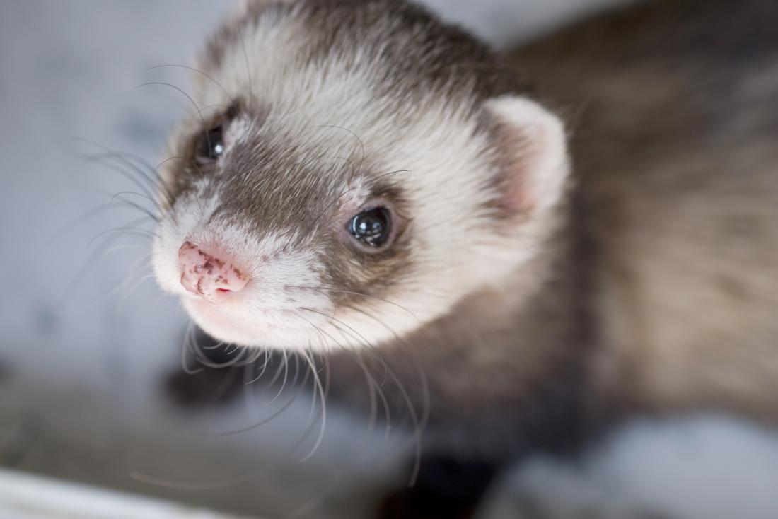 This Science Quiz Is Not That Difficult, But It Would Separate the Good Students from the Not-So-Good ferret