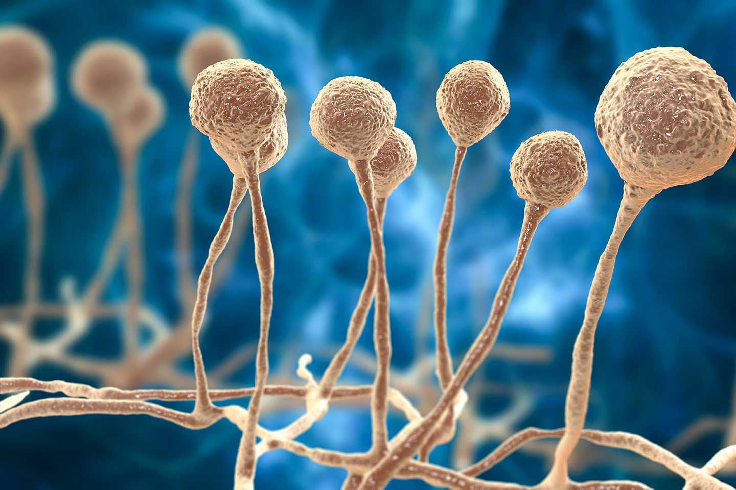 This Science Quiz Is Not That Difficult, But It Would Separate Good Students From Not-So-Good Fungi