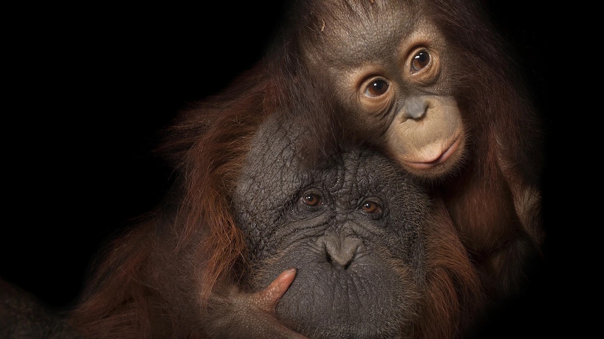 This Science Quiz Is Not That Difficult, But It Would Separate Good Students From Not-So-Good Orangutan