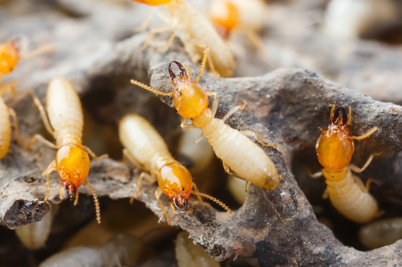 The Average Person Can Score 10 on This Trivia Quiz, So to Impress Me, You'll Have to Score 15 Termites or white ants