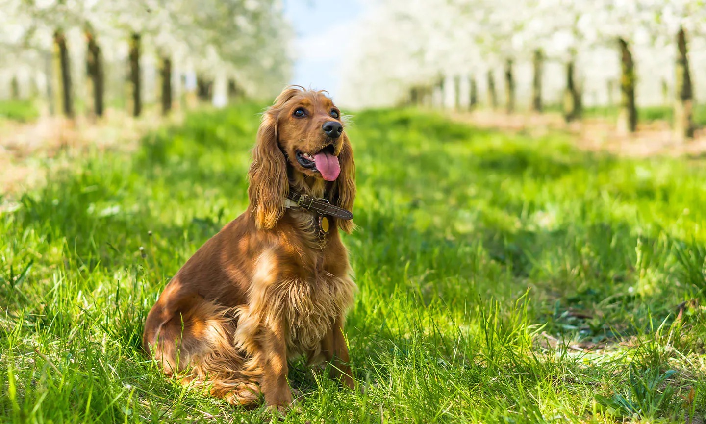 If You Want to Know the Number of 👶🏻 Kids You’ll Have, Choose Some 🐶 Dogs to Find Out English Cocker Spaniel