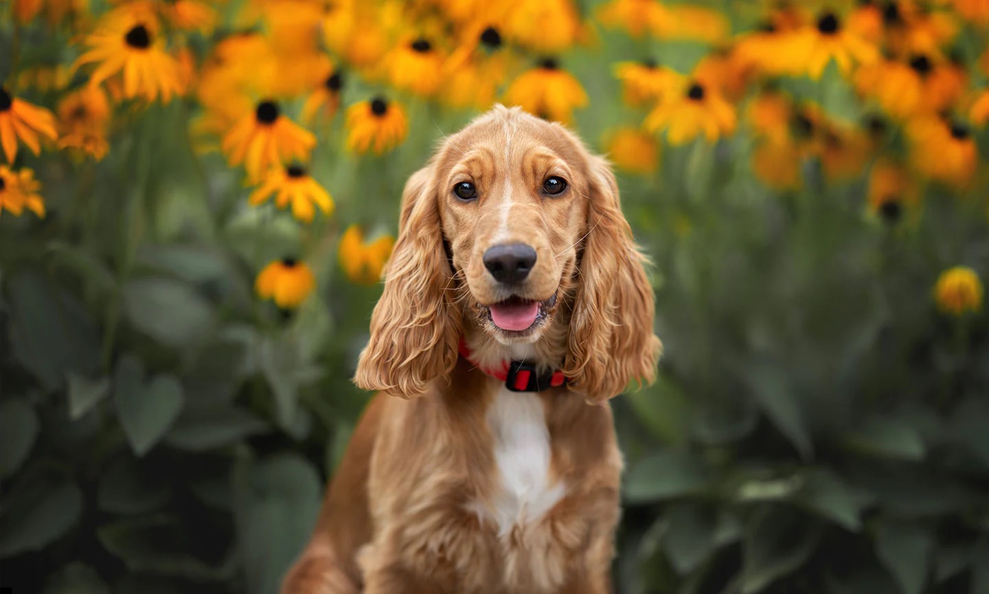 Only the Biggest Dog Lovers Can Identify All 20 of These Breeds 🐾 — Can You? English Cocker Spaniel