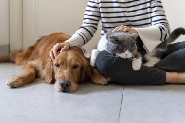 How Jealous of a Person Are You? dog.and_.cat_