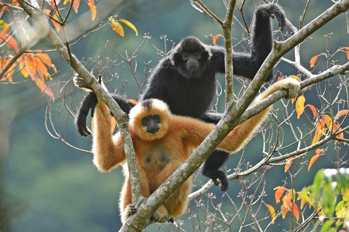 Sun Or Moon Quiz Gibbons Primates Apes