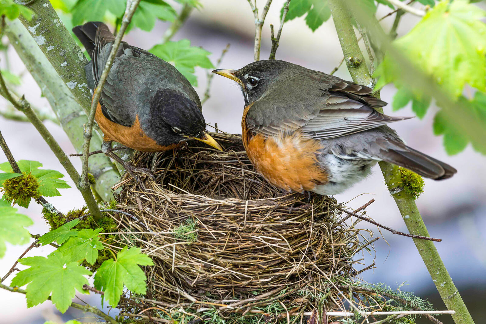 Robins birds nest