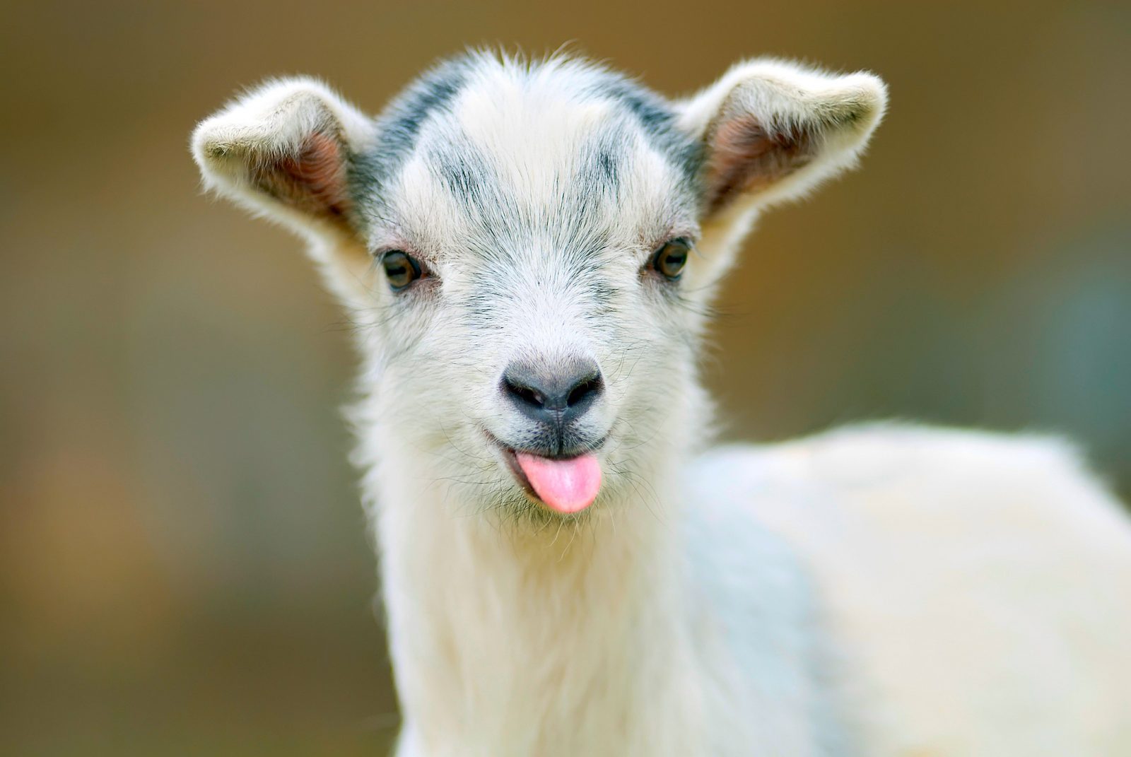 If You Get 16/25 on This Random Knowledge Quiz, You Know Something About Every Subject Baby goat