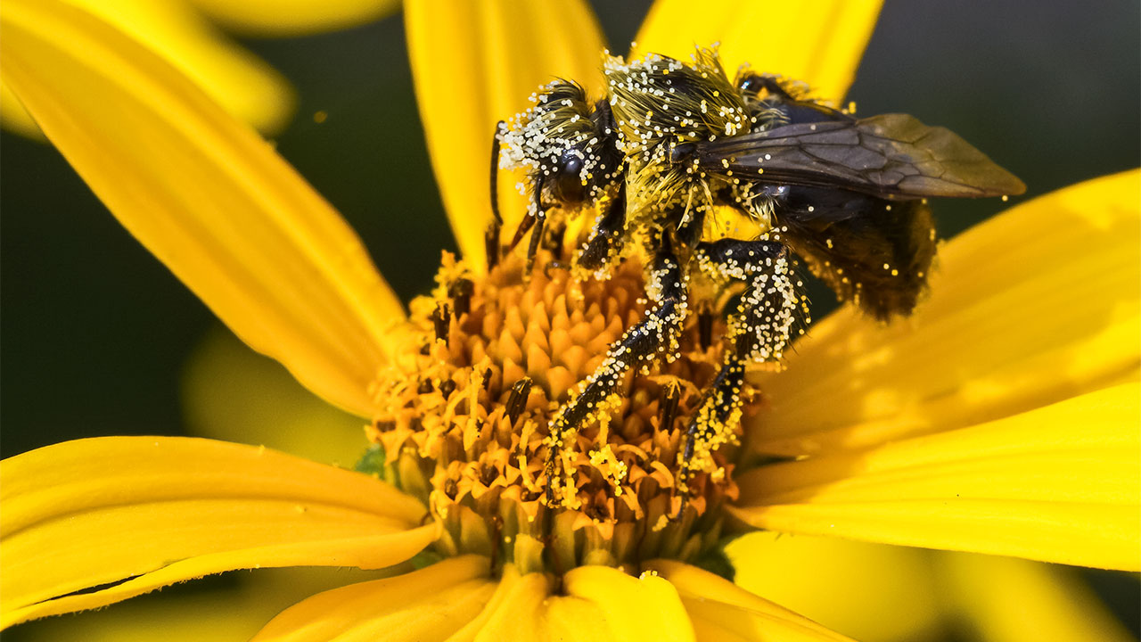 It’s OK If You Don’t Know Much About Science — Take This Quiz to Learn Something New Bee pollen