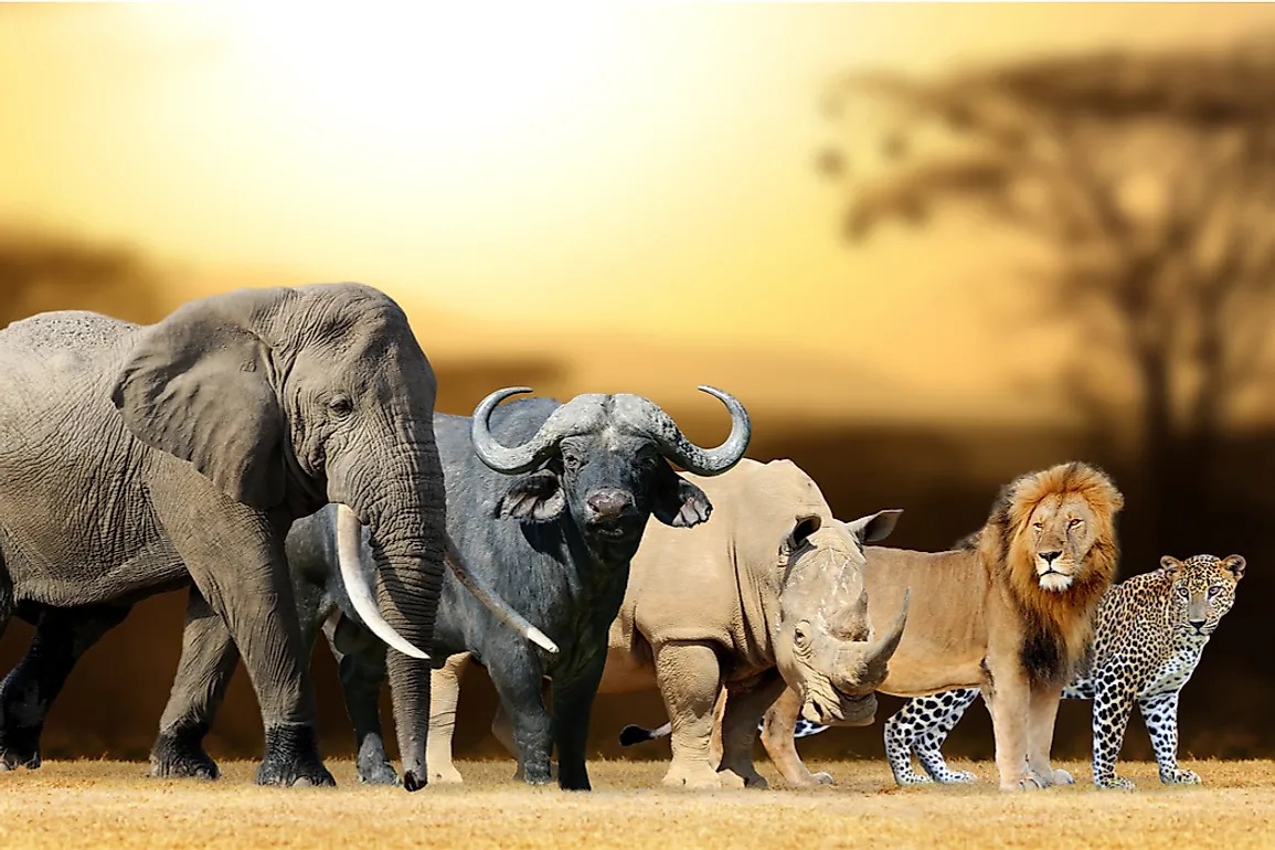 5-Letter Countries Quiz Big Five of Africa Wild Animals