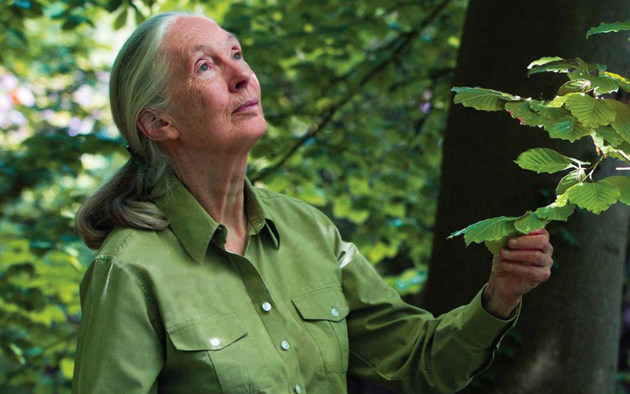 22 Questions & Answers From Chernobyl To Penicillin Trivia Quiz Jane Goodall