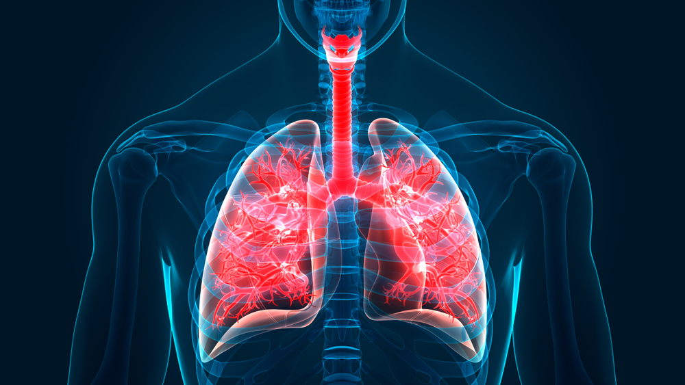 Respiratory System Lungs Anatomy