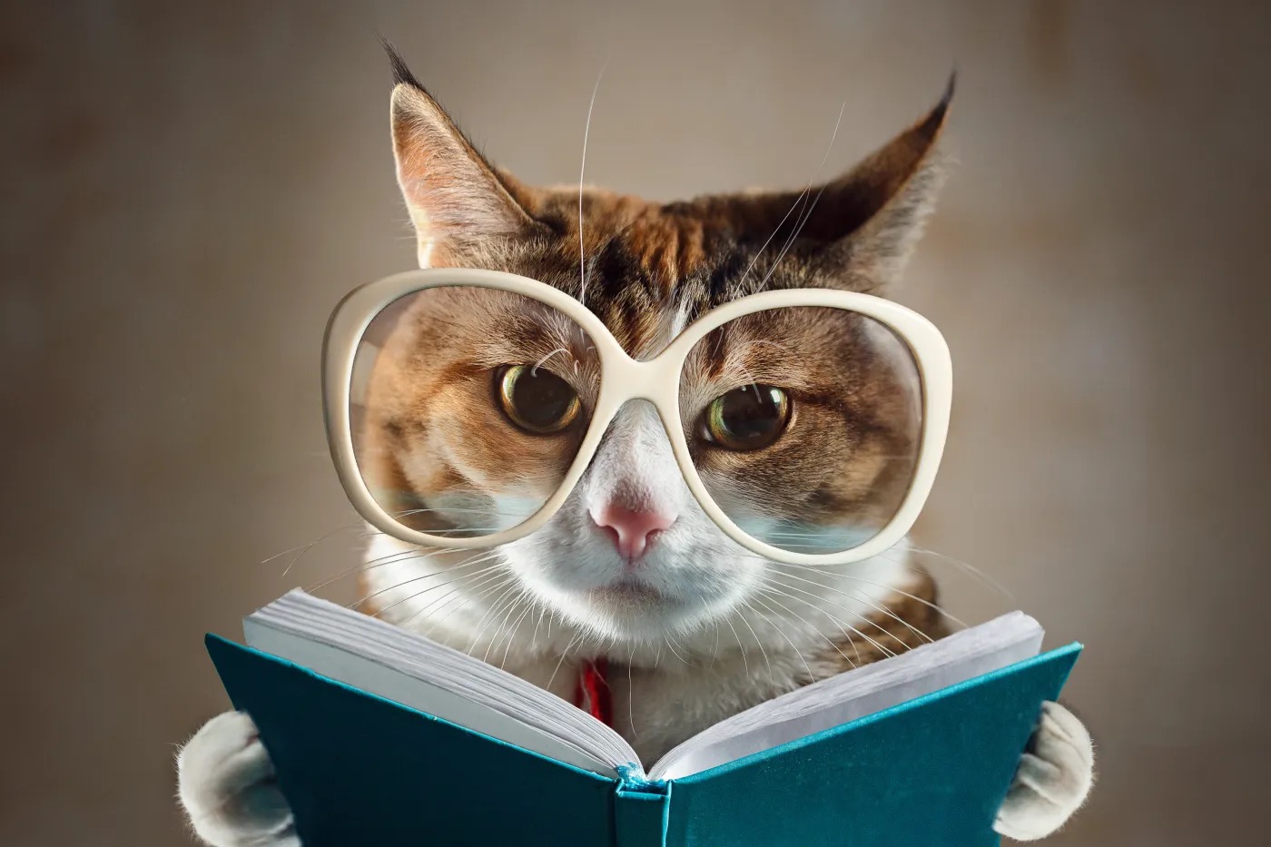 Quiz Answers Beginning With A Smart Cat Reading glasses