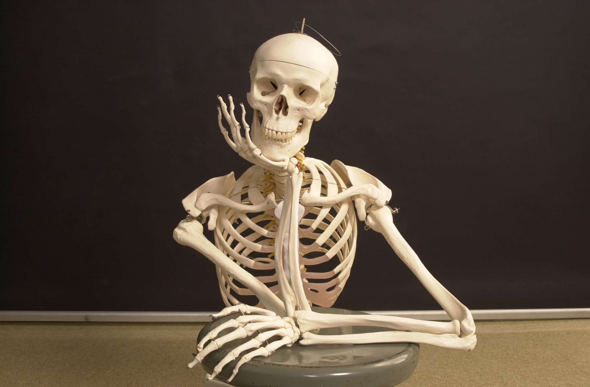 Which Spooky Family Do You Belong In? Quiz Skeleton prop