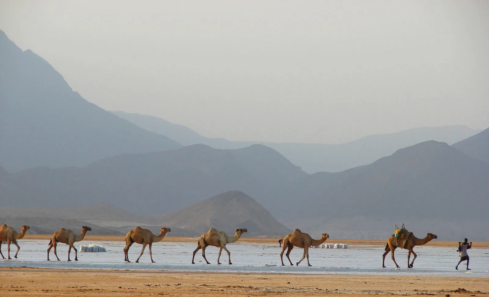 Can We Accurately Guess Your Zodiac Element Just by the Team of Animals You Build? Djibouti Camels