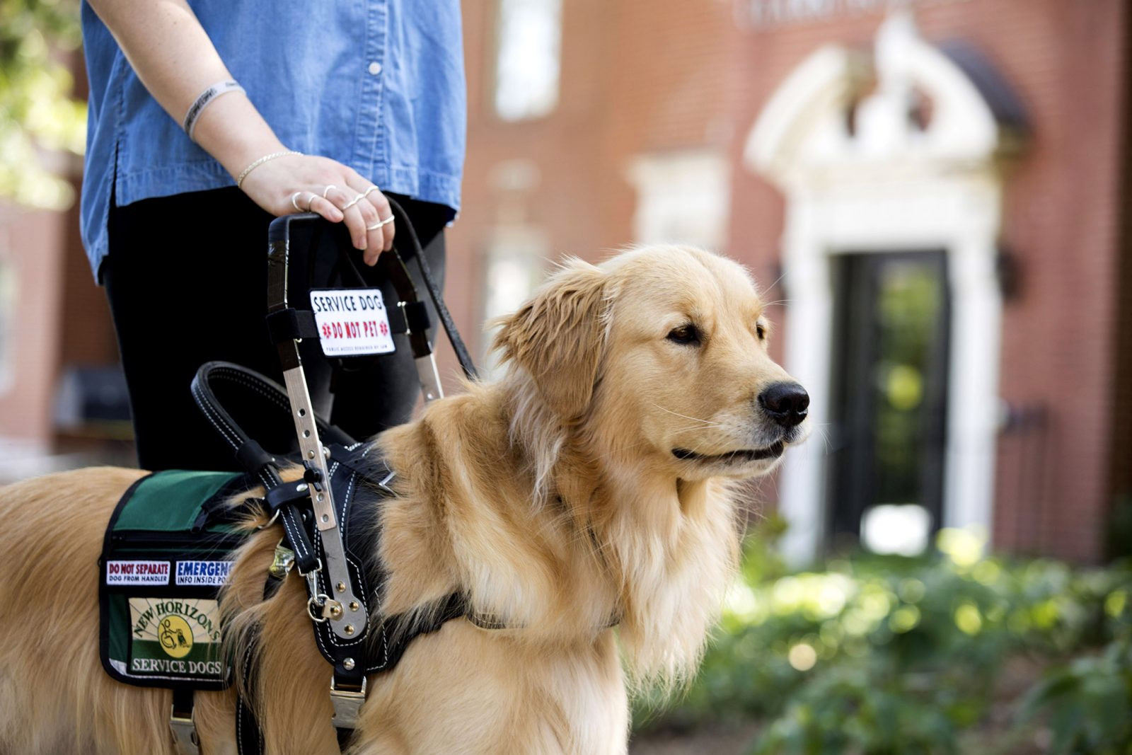 How Close Are You to Being a ‘Karen’? service dog