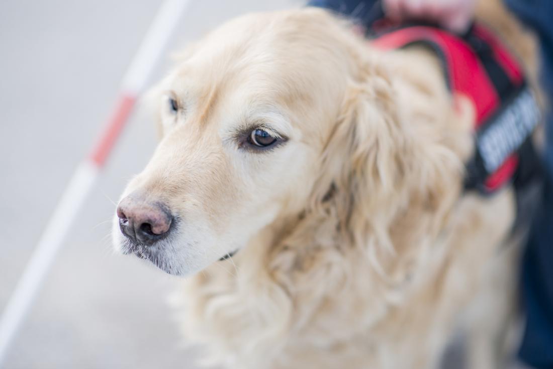 How Close Are You to Being a ‘Karen’? Just once when I didn\'t realize it was a service animal