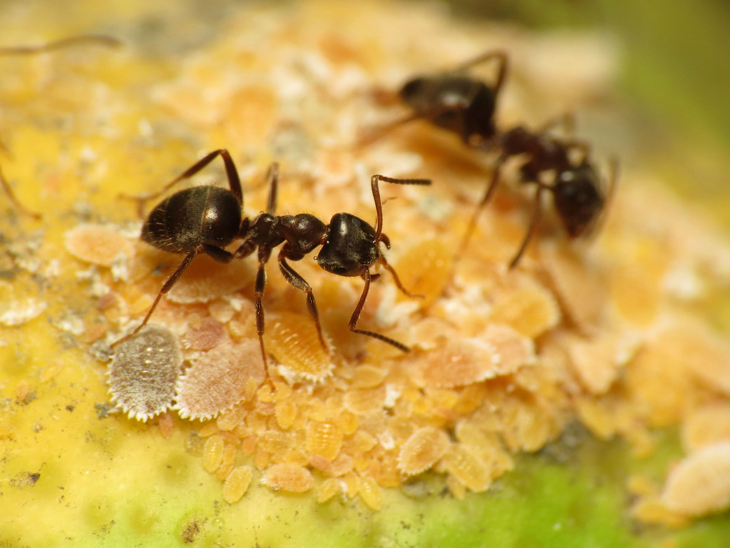 Hey, We Bet You Can’t Get Better Than 80% On This Random Knowledge Quiz Ants