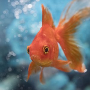 Can We Accurately Guess Your Zodiac Element Just by the Team of Animals You Build? Goldfish