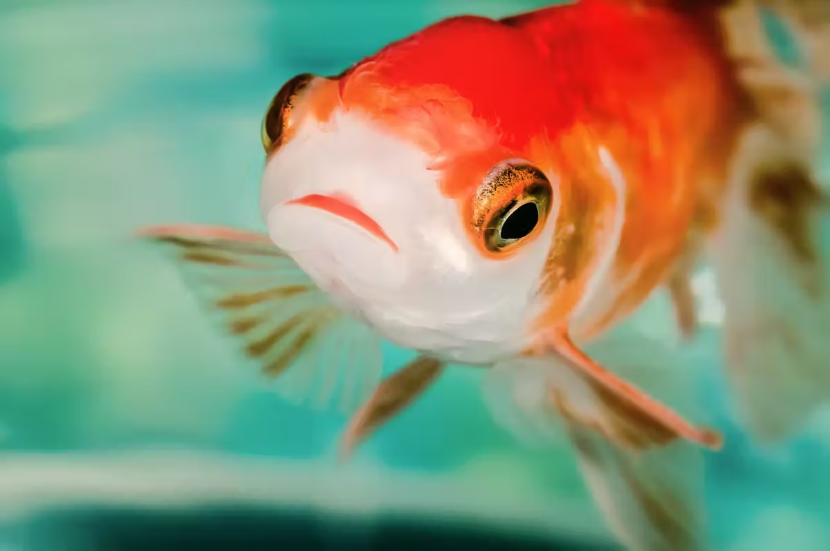 The Average Person Can Score 15/26 on This Trivia Quiz, So to Impress Me, You’ll Have to Score Least 20 goldfish