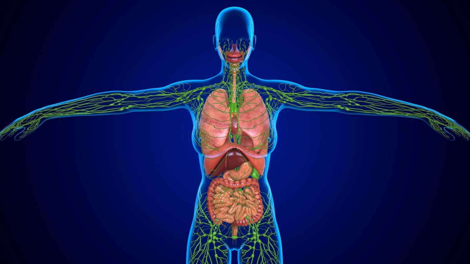 If You Can Get 15/20 on This Quiz on Your First Try, You Definitely Know a Lot About the Human Body Lymphatic system