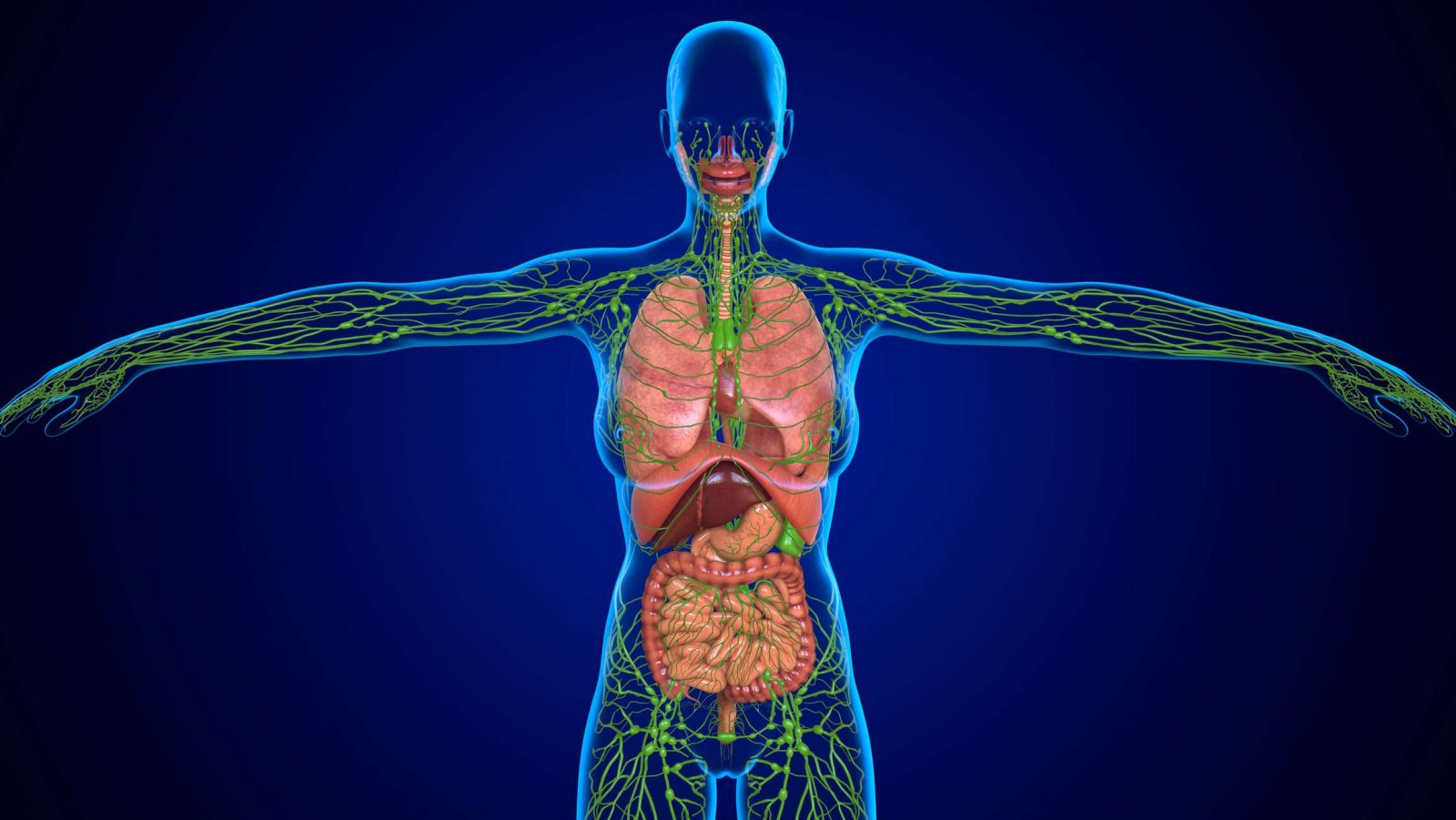 Oh, You’re a Science Champion? 🤓 Prove It by Getting Better Than 15/20 on This Test Lymphatic system