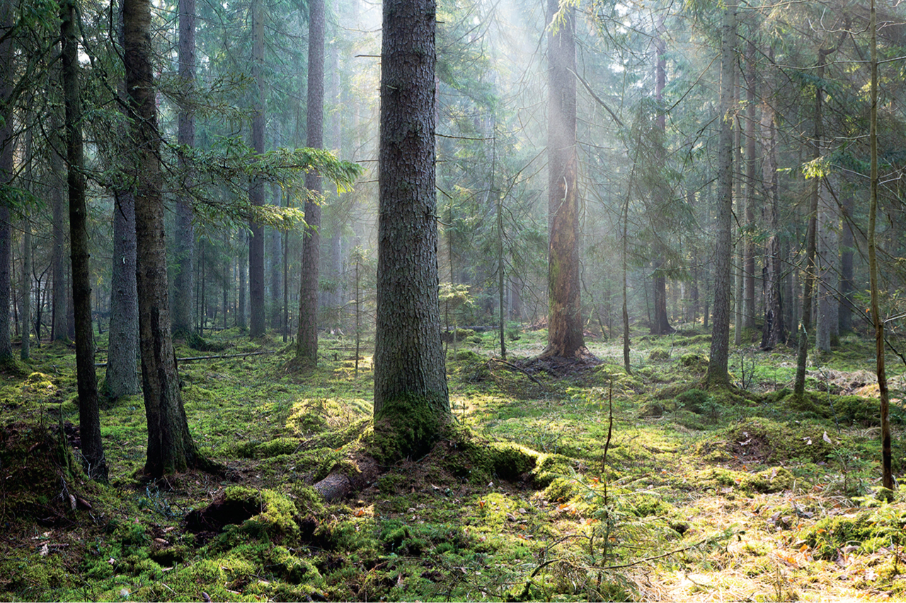 Do You Have the Smarts to Get an ‘A’ On This Geography Test? Bialowieza Forest