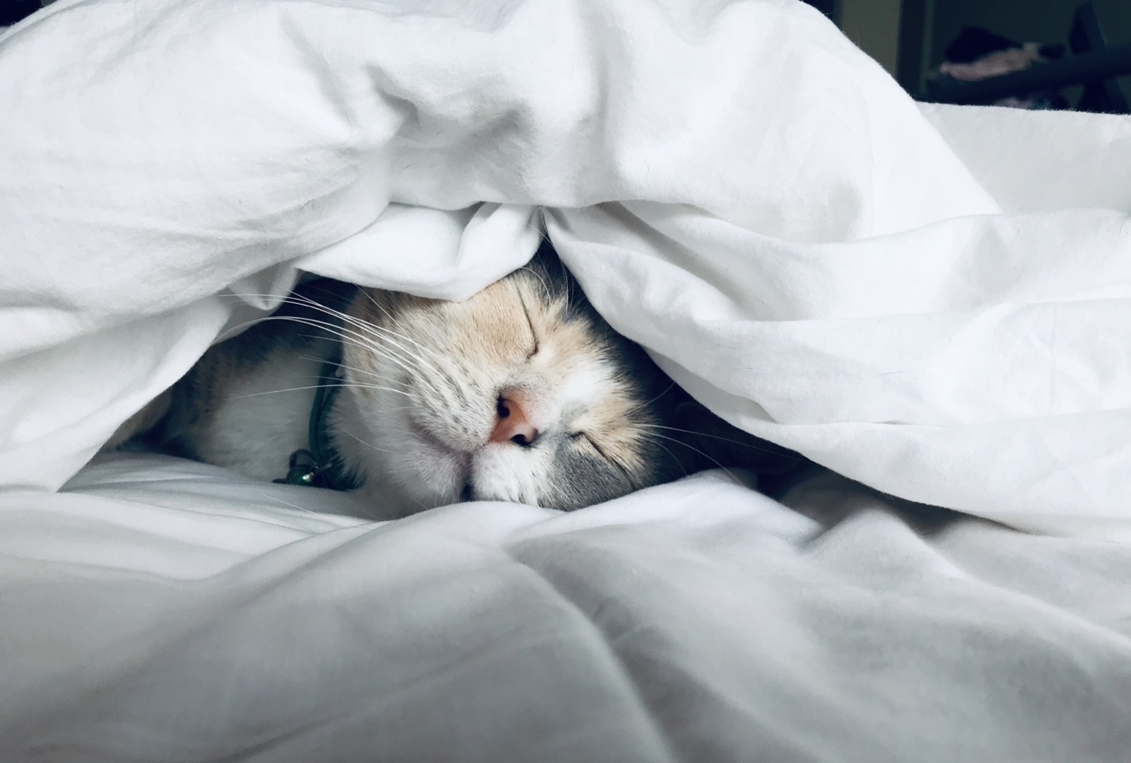 Rap Name Generator White Cat Sleeps Under White Comforter