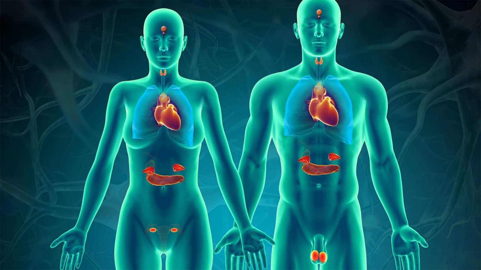 If You Can Get 15/20 on This Quiz on Your First Try, You Definitely Know a Lot About the Human Body Endocrine system