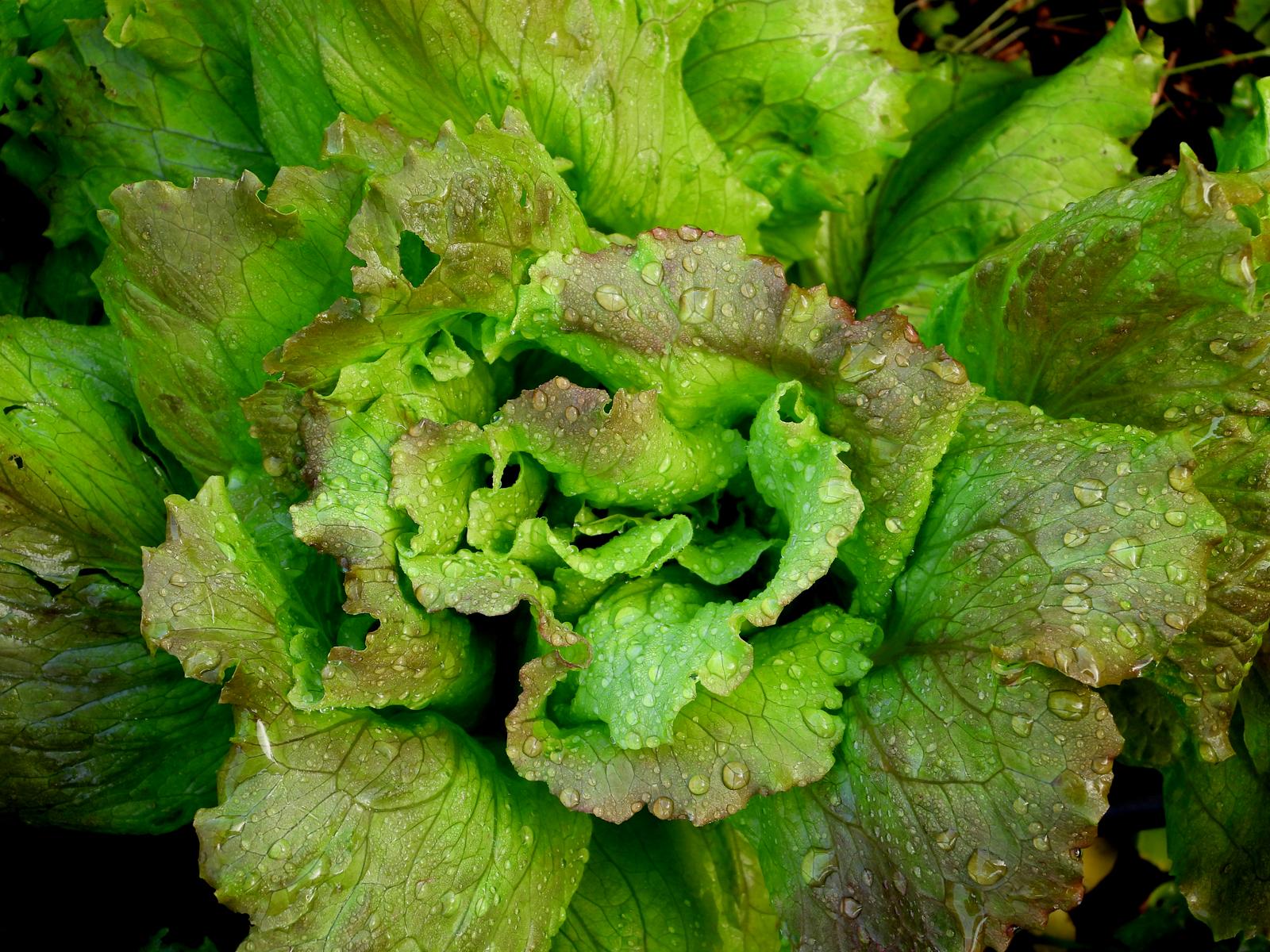 If You Want to Know the Historical Era You Belong In, Eat Some Foods from A to Z to Find Out Iceberg lettuce