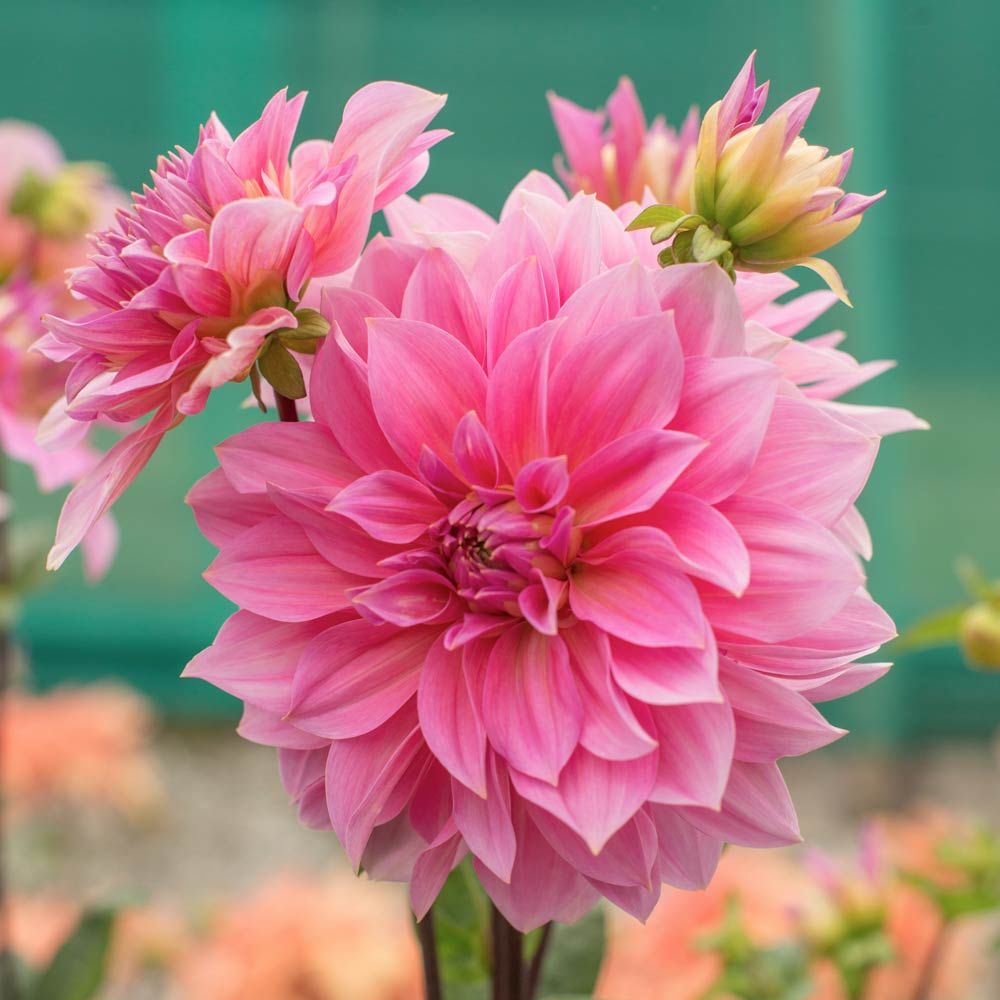 Quiz Questions With Answers Beginning With D Dahlia