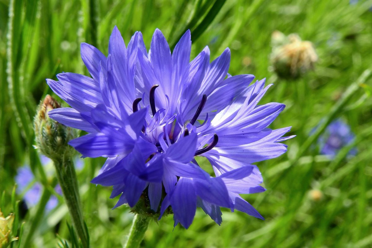 Many People Told Me This Mixed Trivia Quiz Was “Too Difficult”, Let’s See If They Were Right Cornflower