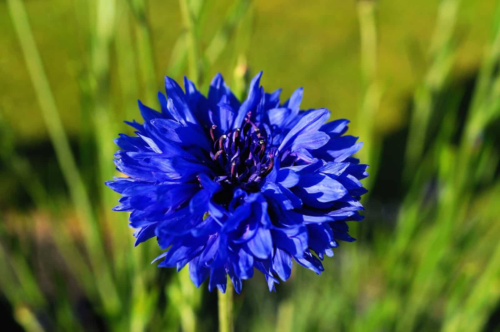 Flowers Soulmate Quiz Cornflower