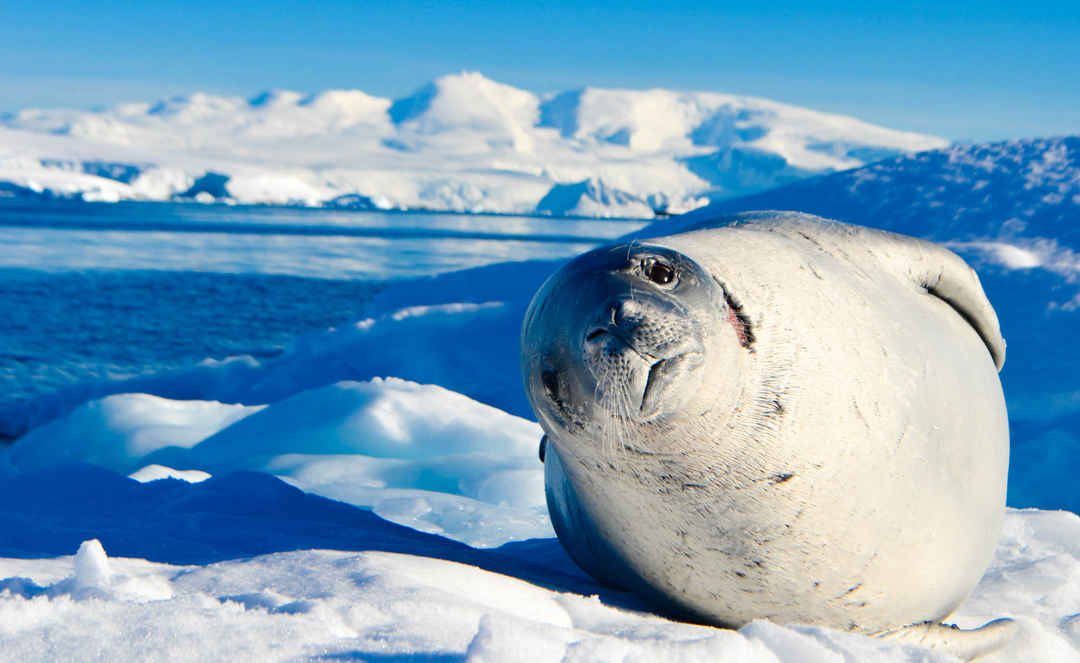 Can You Conquer All 7 Continents in This 30-Question Quiz? Antarctica sea lion